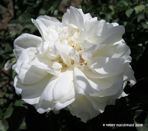 Viktoria Rose Leaks 🍆 XxX