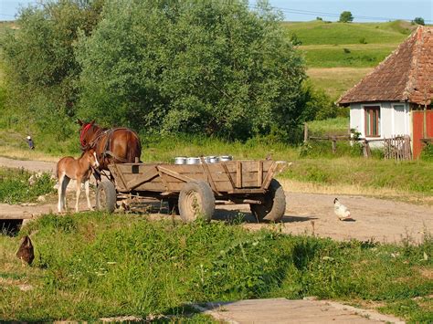 Village Scenes: Life in Rural Romania - A Dangerous …