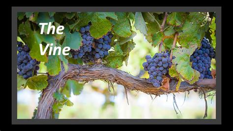 Vine plants meaning. .  <a href=https://abacus.appliedagency.co.uk/assets/images/c1t0a...