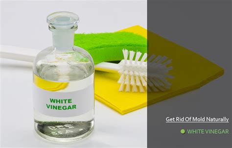 Vinegar to kill mold. The answer is: it depends. The surface, level of infestation, and type of mold all factor into whether the cleaner is strong enough to remove it. Before you spend your … 