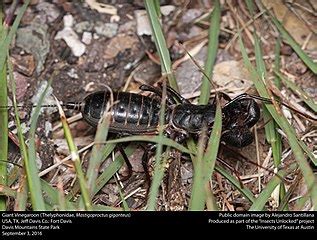 Vinegaroon bite.  He has dementia. 0% for Native Current weather forecast for C...