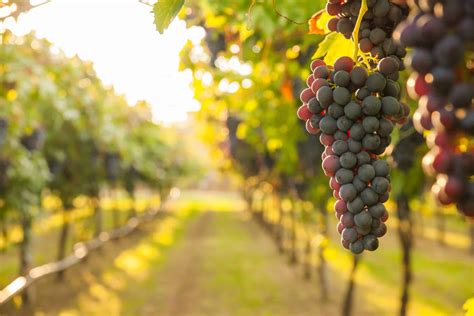 Vineyards in florida. Summer Crush Vineyard & Winery in Fort Pierce, Florida offers Florida Muscadine Grape wines, wine tastings, tours, concerts and special events. OPEN TODAY : 11:00am - 6:00pm See When We're Open 