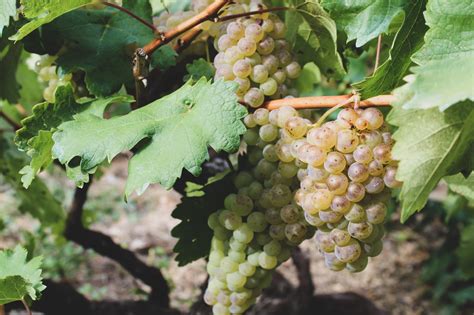 Vinifera Blog.