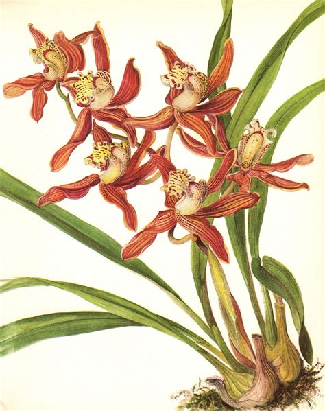 Vintage Orchid Prints - 14 For Sale on 1stDibs