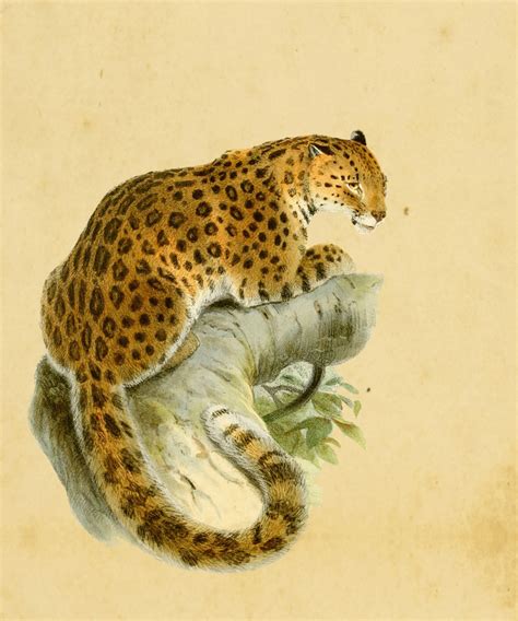 Vintage leopard. The leopard is most easily recognized by its rosette patterned coat and extremely long, dark tail. This large cat is sometimes confused in appearance with the South American jaguar but the leopard is less stocky and (unlike the jaguar) its rosette markings are generally smaller and have no internal spots. The base coloration of the … 
