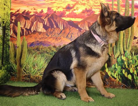 Vintar German Shepherd Claimed Pet Training, Pet B
