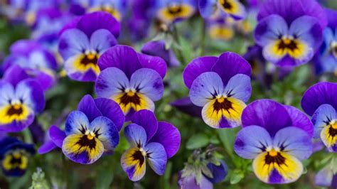 Viola Flower & More, İzmir Food Delivery, Menu, Prices.