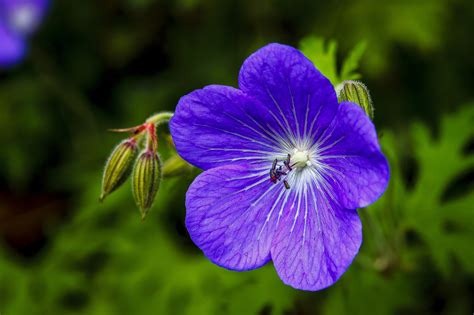 Flowers Violet flowers have five petals, with the lower petal often featuring a spur or small pouch. . Violetttflowers