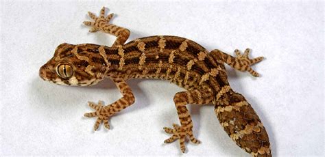 Viper Gecko Breed Information and Care Guide - Squeaks and …