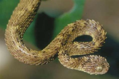 Viper_Des Leaks [HD] 176 Vids