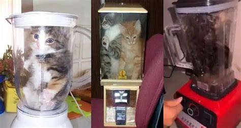 Viral Kucing Di Blender python script wifi & domino modal kecil Carbonara peperoni spicy pedas info penting santai camilan renyah tahan lama penggemar country image 1