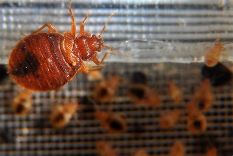 Viral TikTok of bedbug spooks Torontonians, experts say not to be paranoid