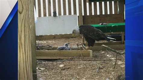 Viral dad: Male bald eagle adopts rock, then eaglet 