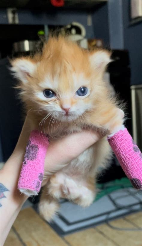 Viral kitten 'Tater Tot' dies suddenly