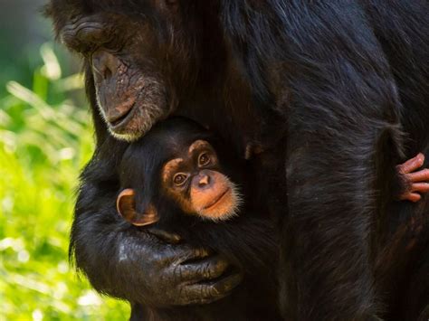 Viral video of a chimpanzee reuniting with her …