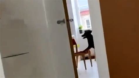 Viral video of a dog pushing a chair ends with a hilarious twist.