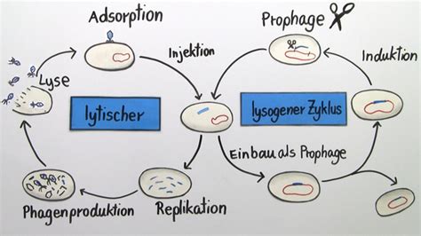 Viren – lytischer und lysogener Zyklus inkl. Übungen