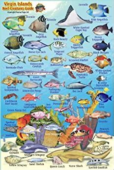 Virgin islands reef creatures guide franko maps laminated fish card 4x 6. - Plymouth breeze service repair manual 95 00.