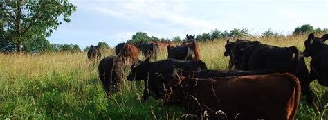 Virginia Organic Pasture Raised Lamb Directory - Farmer