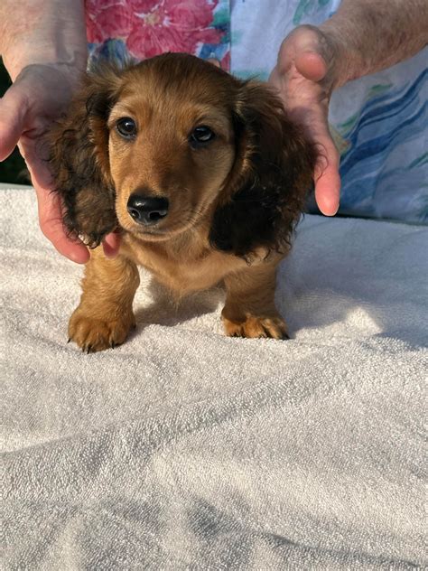 Virginia classifieds puppies. .  ...