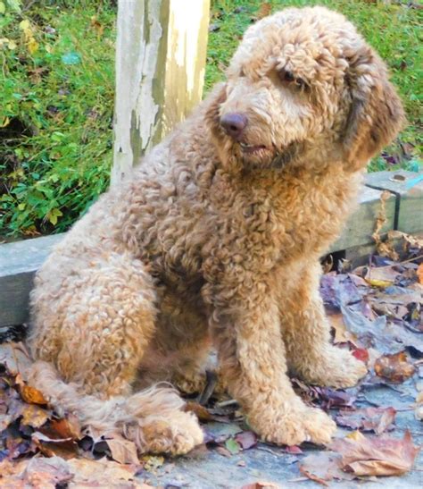 Virginia poodles and doodles. Things To Know About Virginia poodles and doodles. 