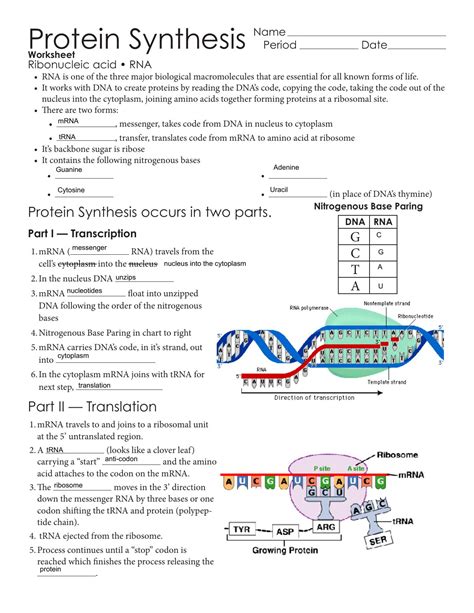 Virtual Lab Protein Synthesis Answer Key