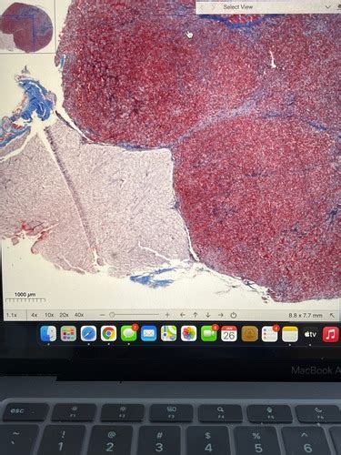 Virtual Microscope Flashcards Quizlet