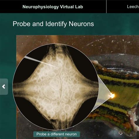 Virtual neurophysiology lab. .  <a href=https://dev.app.elody.ai/assets/images/3fgl6m/index.php...