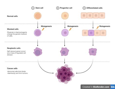 Viruses Cell Transformation And Cancer