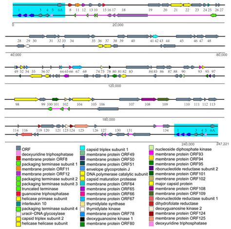 Viruses Special Issue : Fish Antiviral Immunity - MDPI