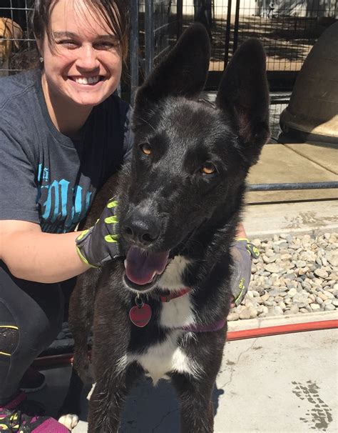 Visalia craigslist pets.  Rehoming.  Adoptapet.  With more adoptable pets than ever,...