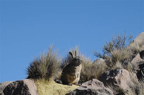 Its habitat in the Andes is fragmented by deep valleys, and its preferred prey, mountain viscachas (Lagidium) occur in patchy colonies. ... The viscacha makes up 93.9% of the biomass consumed in the Andean cat's diet while the pampas cat depends on it for 74.8% of its biomass consumption.. 
