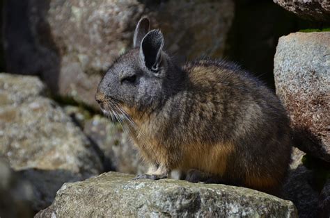 Sep 1, 2017 · Viscachas are closely related to chinchillas but are slightly larger and more resemble rabbits with long squirrel tails. The Northern Viscacha, which is native to the Peruvian Andes, is usually a grey or brown color with a bushy tail and long, furry ears. They are also known for their very soft fur, but are not as soft as their relatives. . 