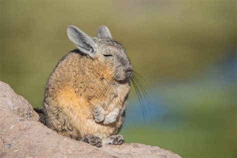 A viscacha (or 'vizcacha') is an animal that is closely related to the chinchilla. It looks like a short-tailed chinchilla crossed with a hare, although it isn't in the same family as rabbits or hares. It has long front teeth, very long whiskers, long rounded ears, a long curly tail, thick fur and a stout body.. 