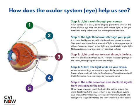 Vision and Eye Diagram How We See