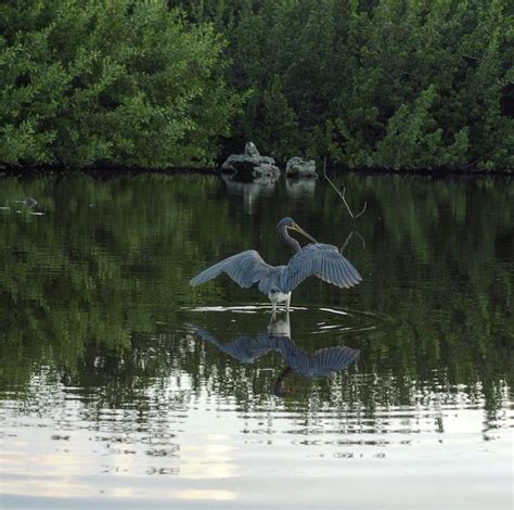 Visit Governor Michael Gore Bird Sanctuary on your trip to Grand …