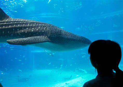 Visiting Osaka Aquarium Kaiyukan: Whale Shark Feeding, Guided …