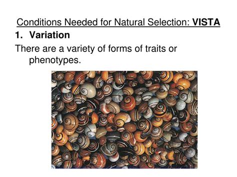 Vista natural selection. Things To Know About Vista natural selection. 