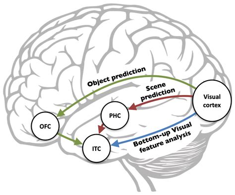 Visual Cortex Models for Object Recognition SpringerLink