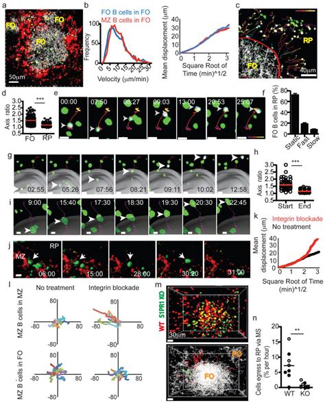 Visualization of splenic marginal zone B-cell shuttling and …