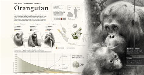 Visualizing Orangutans: The Most Endangered Great Ape