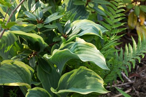 Vit hosta