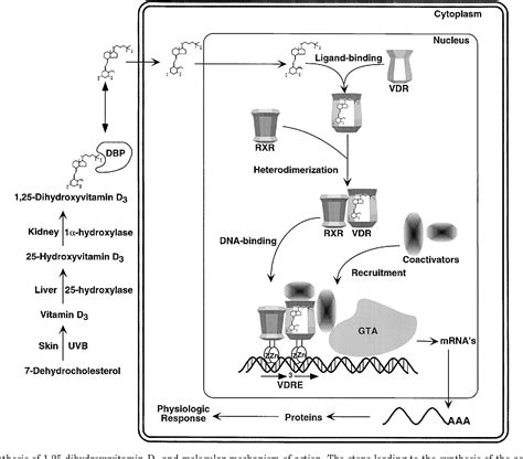 Vitamin D Receptor and the Syndrome of Hereditary 1,25 …