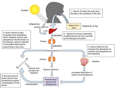 Vitamin D supplementation increases calcium absorption without …