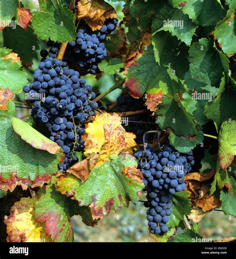 Vitis vinifera (Common Grape, Common Grape Vine, …