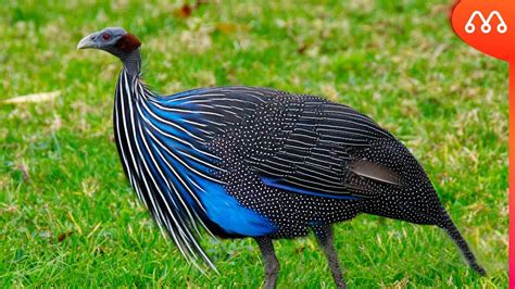 Vituruno Leaked [HD] 23 Videos