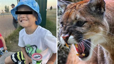 Vivo de milagro: niño de 8 años sobrevive al ataque de un puma en parque nacional