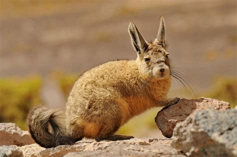 Browse 149 authentic viscacha stock photos, high-res images, and pictures, or explore additional peacock or puffin stock images to find the right photo at the right size and resolution for your project. Browse Getty Images' premium collection of high-quality, authentic Viscacha stock photos, royalty-free images, and pictures.
