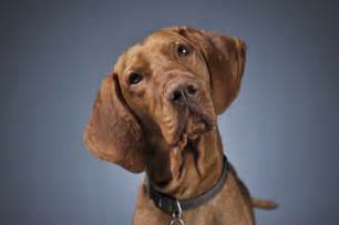 Vizsla dog rescue. Vizsla Rescue of Texas. 7,545 likes · 15 talking about this. The mission of Vizsla Rescue of Texas (“VRT”) is to retrieve and rescue purebred Vizslas from shelters, homes, or other situations. 