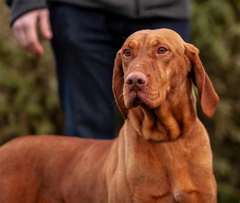 How much does a Vizsla puppy cost? Owning this elegant pup doesn’t come with a cheap price tag. One of these puppies ranges from around $1500-$2200 USD depending on the breeder. These dogs are so expensive because of their noble history, breed standard, and rarity as a common family dog.. 